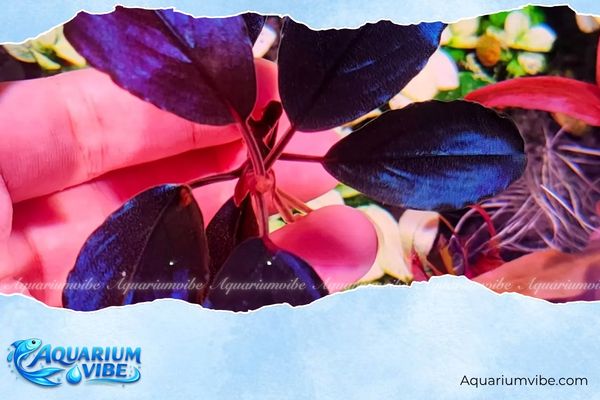 Bucep Shine Blue Classic 1 Bucep Shine Blue Classic thuộc nhóm cây thủy sinh biểu sinh có lớp lá ánh xanh ánh kim