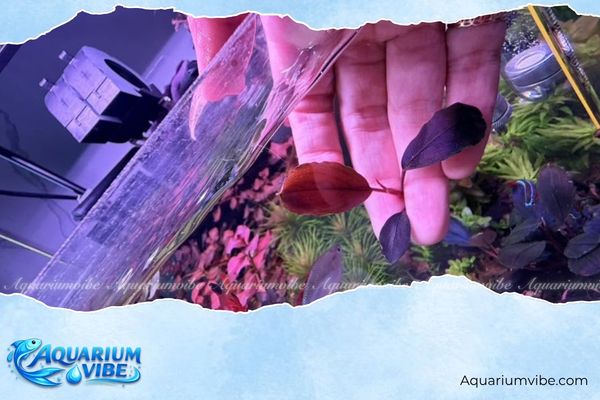 Bucep Shine Blue Classic 4 Bí quyết chăm Bucep Shine Blue Classic lên màu đẹp trong aquarium