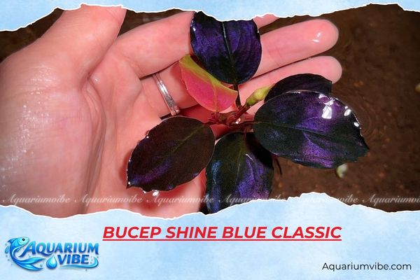 bucep-shine-blue-classic Bucep Shine Blue Classic