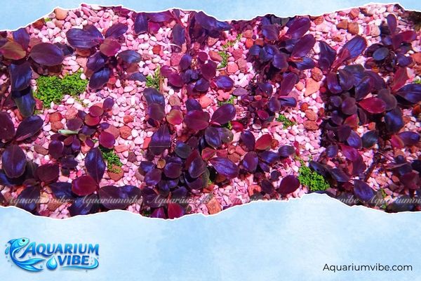Bucep Violet Blossom 3 Bố cục trồng Bucep Violet Blossom trong Nano Aquarium