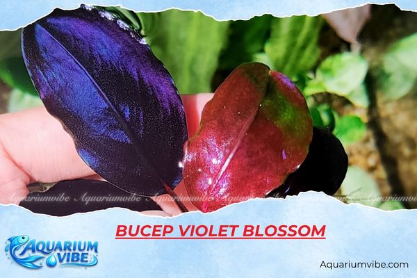 bucep-violet-blossom Bucep Violet Blossom