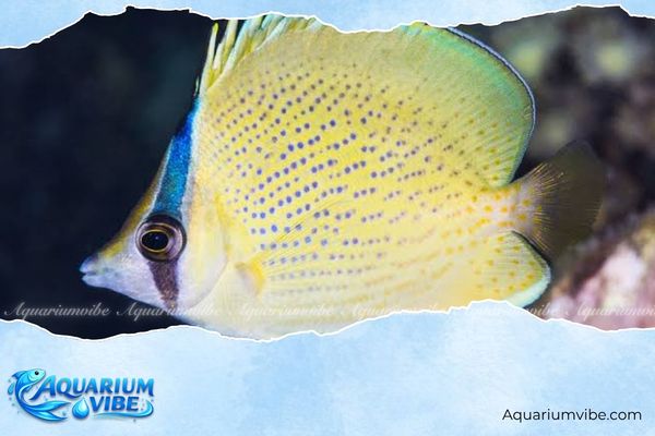 Cá bướm đốm 3 Nên sử dụng aquarium biển từ 300 lít trở lên để nuôi cá bướm đốm