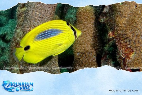 Cá bướm đốm xanh 2 Cá bướm đốm xanh có thân dẹt màu vàng với mảng xanh lam trên lưng, dải đen qua mắt và đốm đen ở cuống đuôi