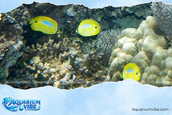 Cá bướm đốm xanh 3 Bí quyết nuôi cá bướm đốm xanh trong aquarium