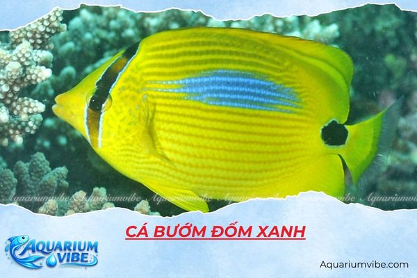 ca-buom-dom-xanh Cá bướm đốm xanh