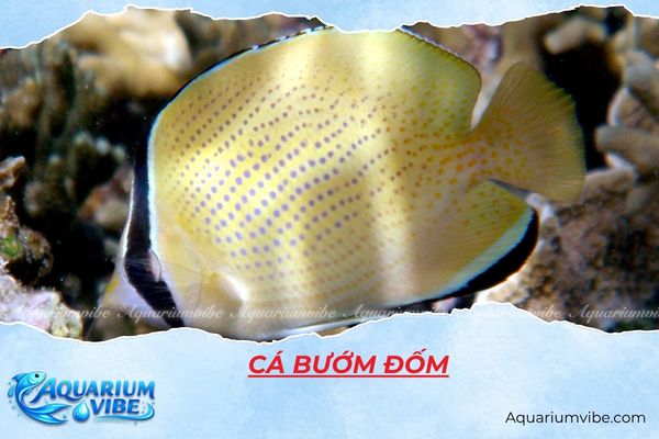 ca-buom-dom Cá bướm đốm