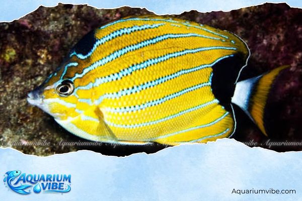 Cá bướm sọc xanh 4 Giá bán cá bướm sọc xanh Hawaii