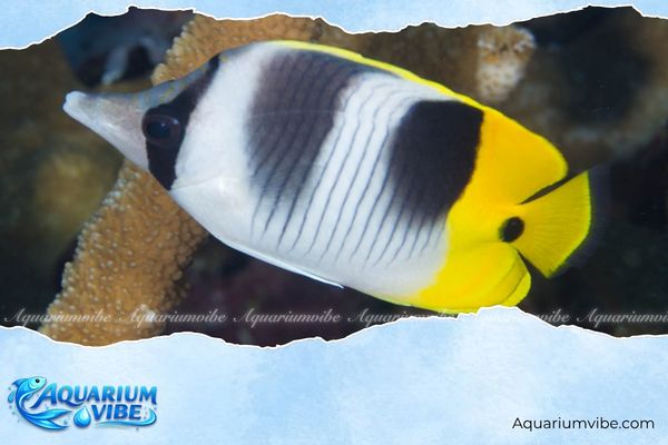 Cá bướm yên đôi Thái Bình Dương 1 Chaetodon ulietensis phân bố rộng tại các rạn san hô thuộc vùng nhiệt đới Ấn Độ Dương - Thái Bình Dương
