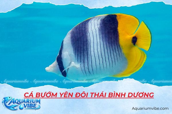 ca-buom-yen-doi-thai-binh-duong Cá bướm yên đôi Thái Bình Dương