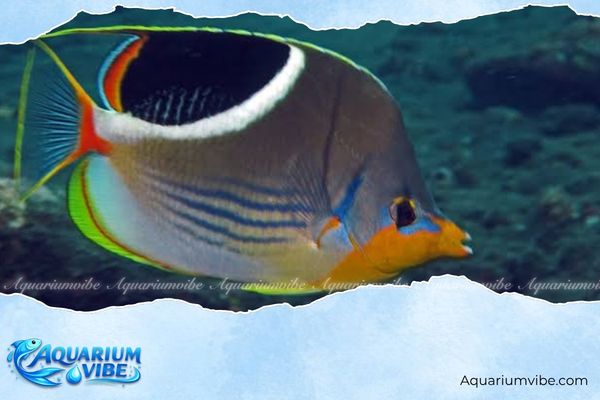 Cá bướm yên ngựa 4 Giá cá bướm yên ngựa trên thị trường