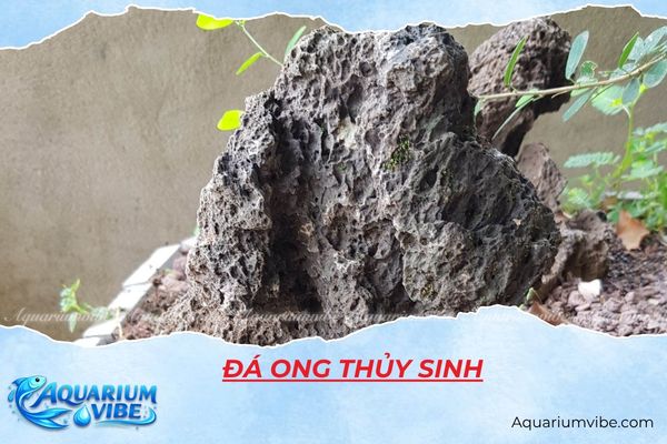 da-ong-thuy-sinh Đá ong thủy sinh