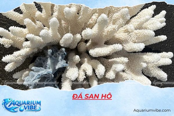 da-san-ho đá san hô