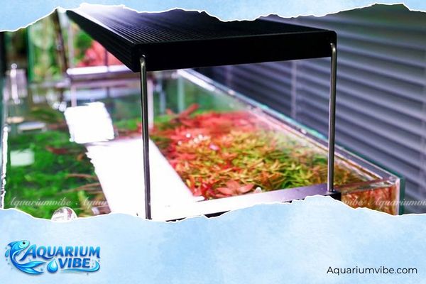 Đèn Chihiros WRGB 2 Pro 4 Các lưu ý khi sử dụng đèn Chihiros WRGB 2 Pro cho hồ aquarium