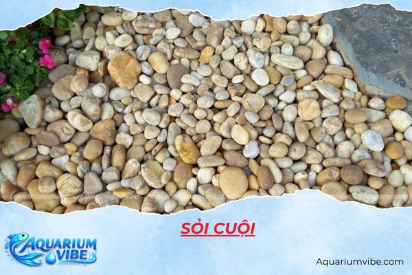 soi-cuoi Sỏi cuội