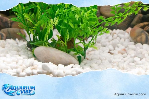 Sỏi đá 2 Sỏi đá trắng có bề mặt nhẵn, ít gây tổn thương cho cá cảnh