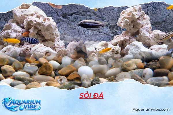 soi-da Sỏi đá