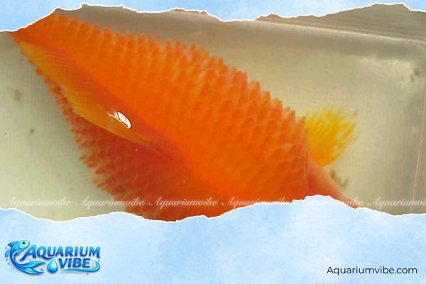 Dấu hiệu cá bảy màu bị thối thân và cách chữa hiệu quả 1 Cá bảy màu bị thối thân là do phần da và mô trên cơ thể bị vi khuẩn hoặc nấm xâm nhập