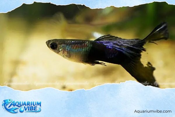 Dấu hiệu cá bảy màu bị thối thân và cách chữa hiệu quả 2 Xuất hiện vết loét trên thân hoặc da đổi màu là biểu hiện cá bị thối thân