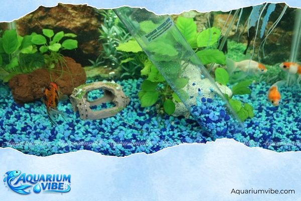 Dấu hiệu cá bảy màu bị thối thân và cách chữa hiệu quả 3 Vệ sinh và xử lý lại toàn bộ bể nuôi cá bảy màu