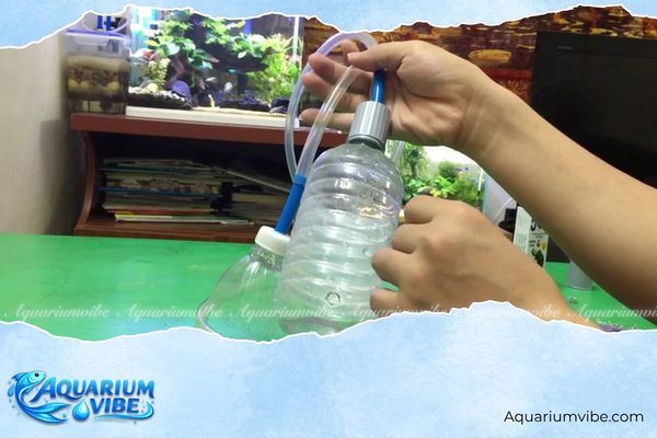 Lý do cá bảy màu bị túm đuôi, cách điều trị và phòng ngừa hiệu quả 4 Hút cặn đáy và vệ sinh bể định kỳ hồ cá bảy màu