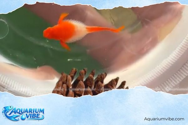 Cá bảy màu bị xù vảy là bệnh gì? Nguyên do và biện pháp phòng tránh 2 Cá bị nhiễm khuẩn nội tạng là nguyên do khiến vảy bị xù