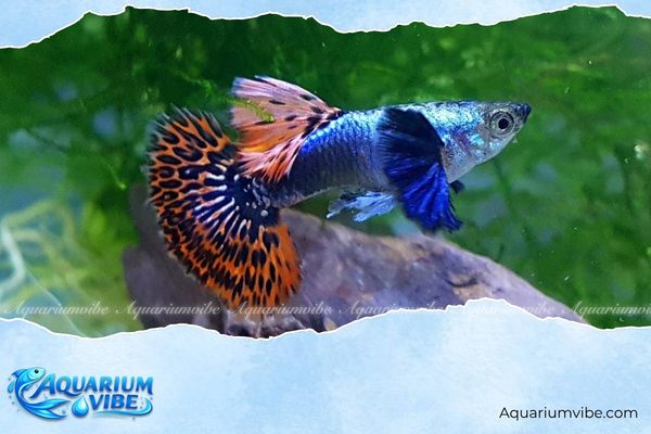 Cá bảy màu Dumbo Red Tail 1 Dumbo Red Tail sinh sống chủ yếu trong môi trường nước ngọt
