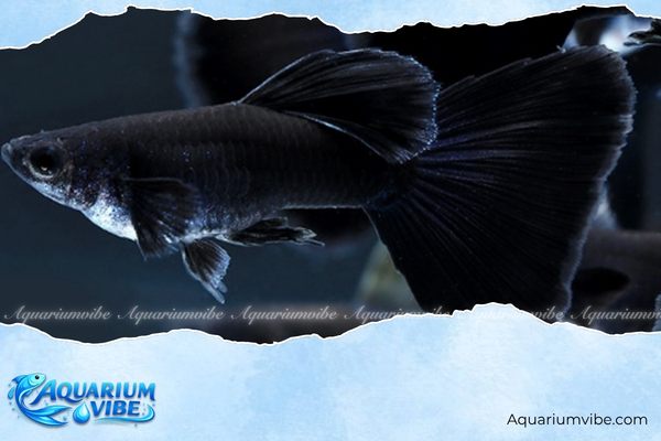 Cá bảy màu Full Black 4 Cách chăm sóc cá bảy màu Full Black trong aquarium
