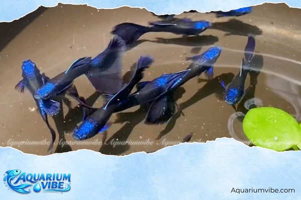 Cá bảy màu Full Blue 4 Cá bảy màu Full Blue giá