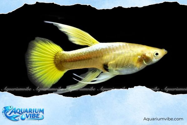 Cá bảy màu Full Gold 4 Giá bán cá bảy màu Gold