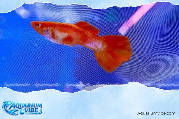 Cá bảy màu Full Red 4 Lưu ý khi chăm sóc cá bảy màu Red trong aquarium