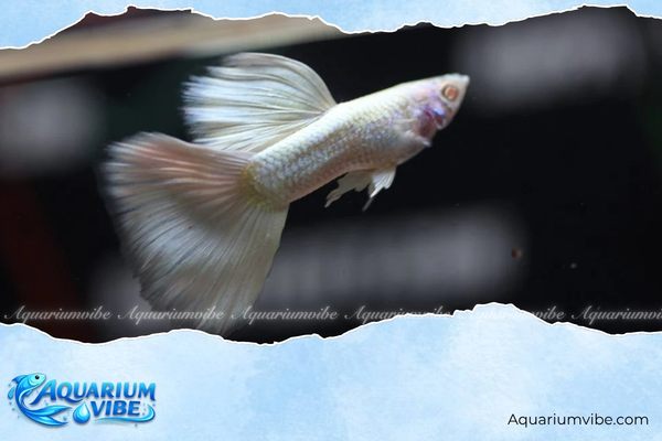 Cá bảy màu Full White 4 Giá bán cá bảy màu Full White