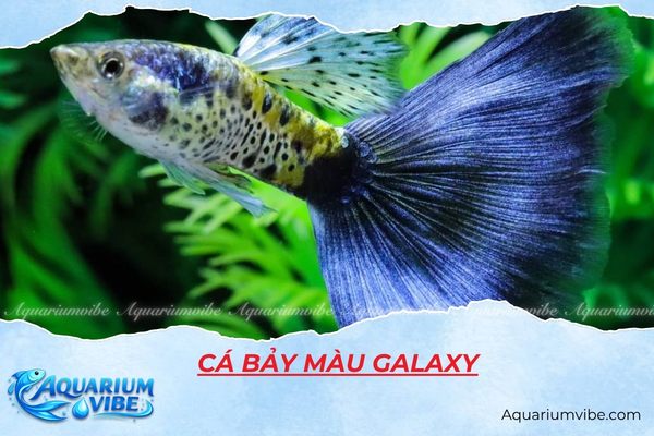 ca-bay-mau-galaxy Cá bảy màu Galaxy