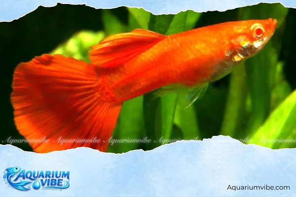 Cá bảy màu Koi Red 4 Mức giá cá 7 màu Koi Red hiện nay