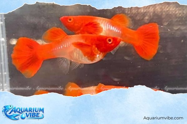 Cá bảy màu Koi Red Ear 4 Cá bảy màu Koi Red Ear giá
