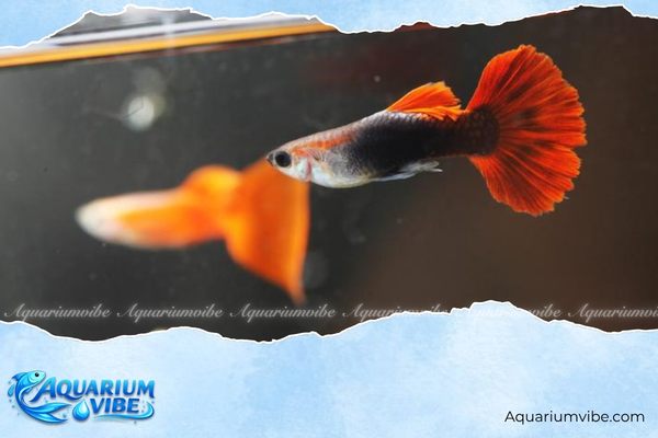 Cá bảy màu Mỹ 3 Giá bán cá bảy màu Mỹ trên thị trường