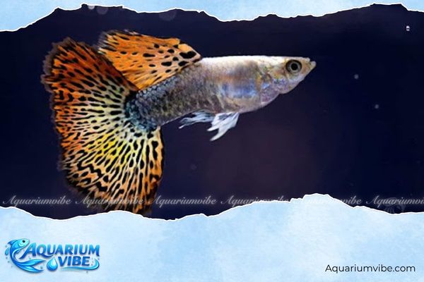Cá bảy màu Rồng Đỏ 4 Mẹo nuôi cá bảy màu Rồng Đỏ Ribbon trong aquarium