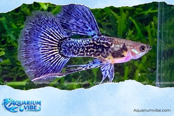 Cá bảy màu Rồng Xanh 4 Giá bán cá bảy màu Rồng Xanh