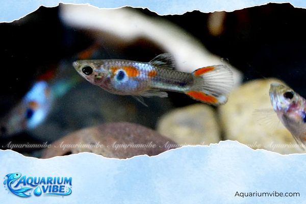 Cá bảy màu rừng 4 Cách chăm sóc cá bảy màu rừng trong bể thủy sinh