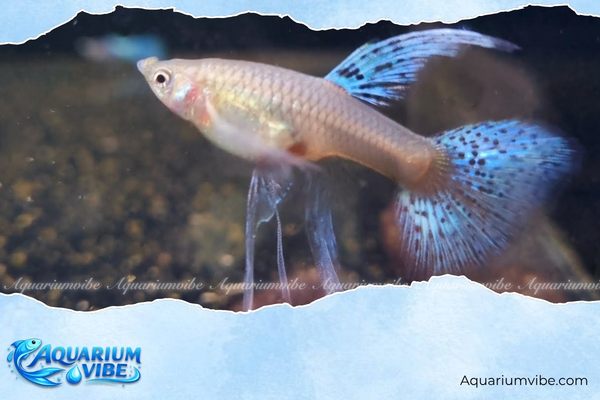 Cá bảy màu Thái 4 Cá bảy màu Thái Blue Grass