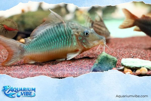 Cá chuột Green 4 Giá bán tham khảo cá chuột xanh