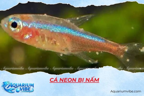 cá neon bị nấm