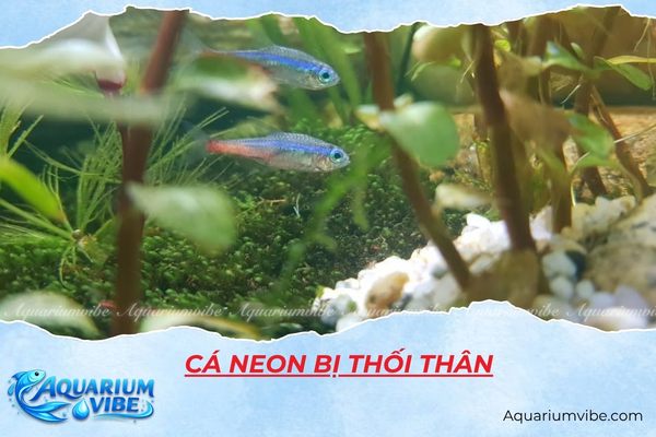 cá neon bị thối thân