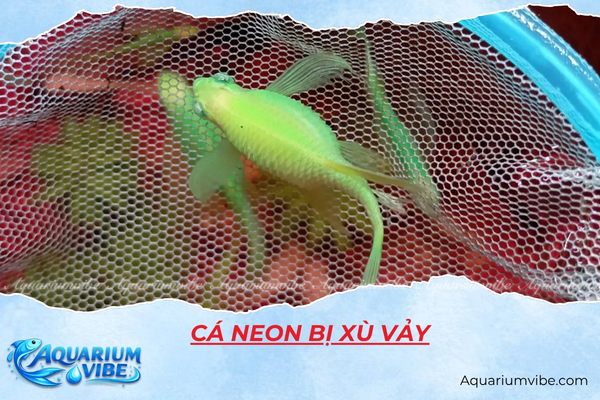 cá neon bị xù vảy