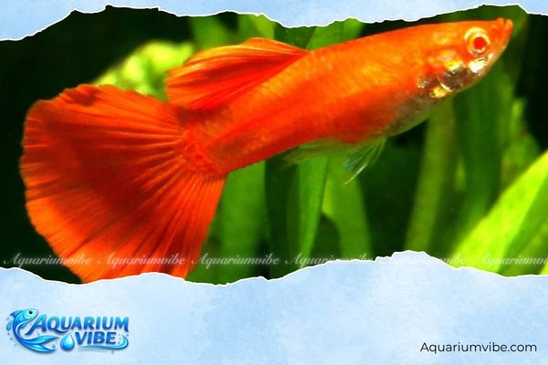 Các loại cá bảy màu đẹp, phổ biến và dễ nuôi cho người mới 1 Cá bảy màu Full Red màu sắc rực rỡ, tạo điểm nhấn cho bể cá