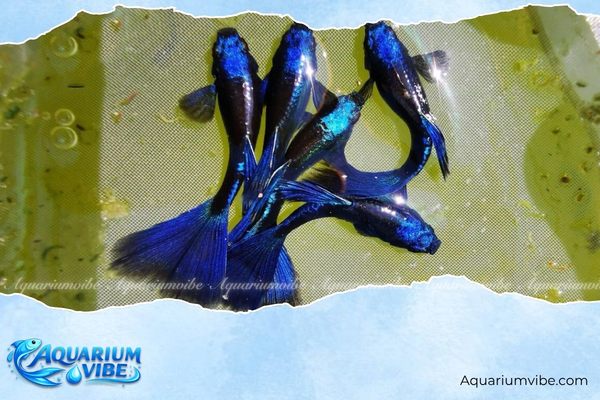 Các loại cá bảy màu đẹp, phổ biến và dễ nuôi cho người mới 3 Cá bảy màu Blue Tarzan có vây ánh lên sắc xanh lấp lánh