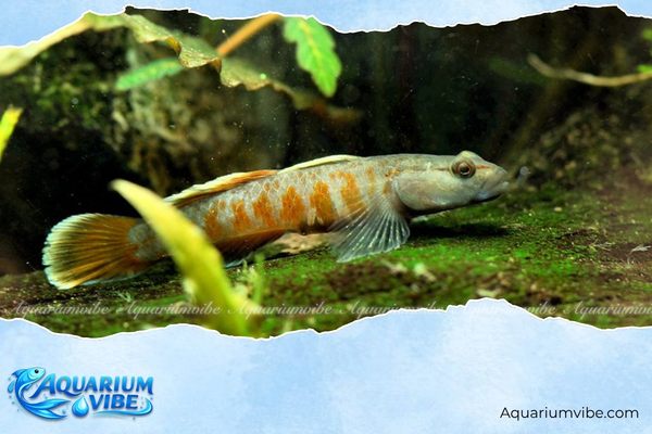 Các loại cá bống phổ biến và cách nuôi khỏe mạnh trong aquarium 1 Cá bống thường sinh sống ở tầng đáy, thân tương đối ngắn hoặc thuôn dài