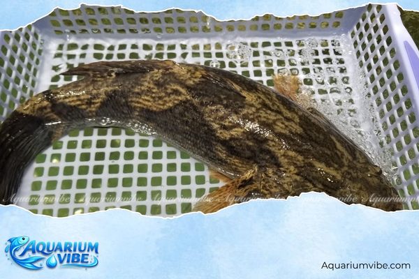 Các loại cá bống phổ biến và cách nuôi khỏe mạnh trong aquarium 2 Cá bống tượng có thân hình chắc khỏe, đầu lớn, màu nâu
