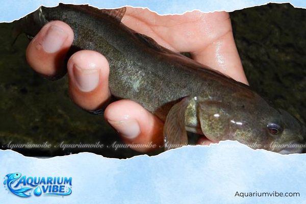 Các loại cá bống phổ biến và cách nuôi khỏe mạnh trong aquarium 3 Cá bống bớp có thân khá chắc, màu sẫm