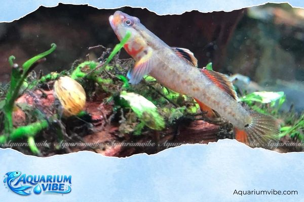 Các loại cá bống phổ biến và cách nuôi khỏe mạnh trong aquarium 4 Điều kiện nuôi cá bống trong bể thủy sinh