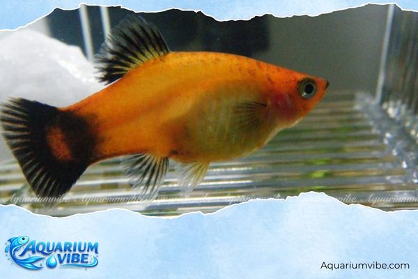 Các loại cá mún đẹp, dễ nuôi được yêu thích trong aquarium 1 Cá mún (cá Hà Lan hoặc cá Hạt Lựu) có nguồn gốc chủ yếu ở khu vực Nam Mexico và Trung Mỹ